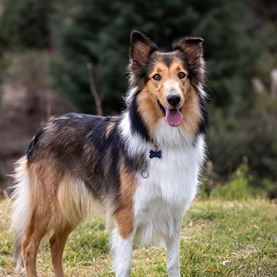A collie dog A collie dog