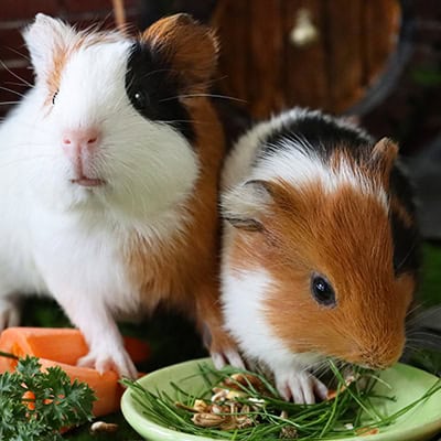 A pair of guinea pigs A pair of guinea pigs