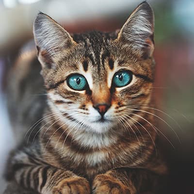 A kitty with blue eyes A kitty with blue eyes