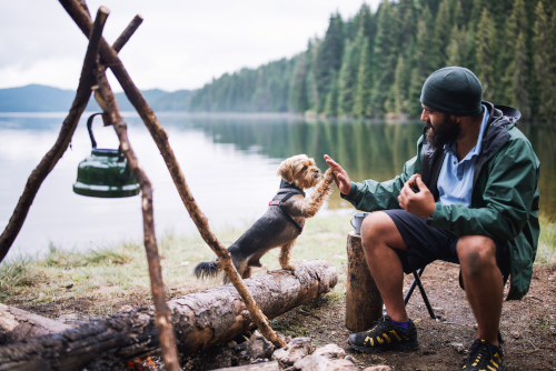 Safe Pet Summer