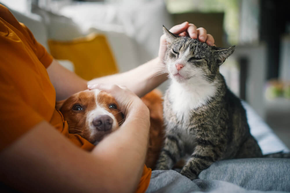 Vital Pet Membership