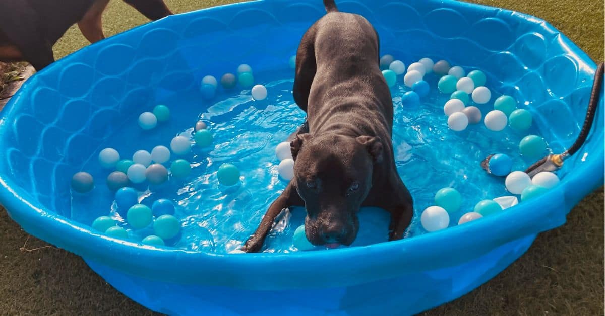 Hampton Roads Summer Safety Tips: Pet Edition