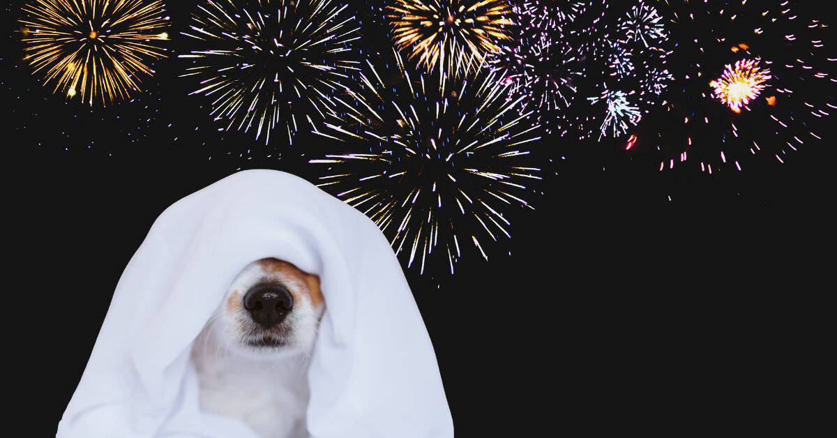 How to Calm Your Pet’s Storm & Firework Fears