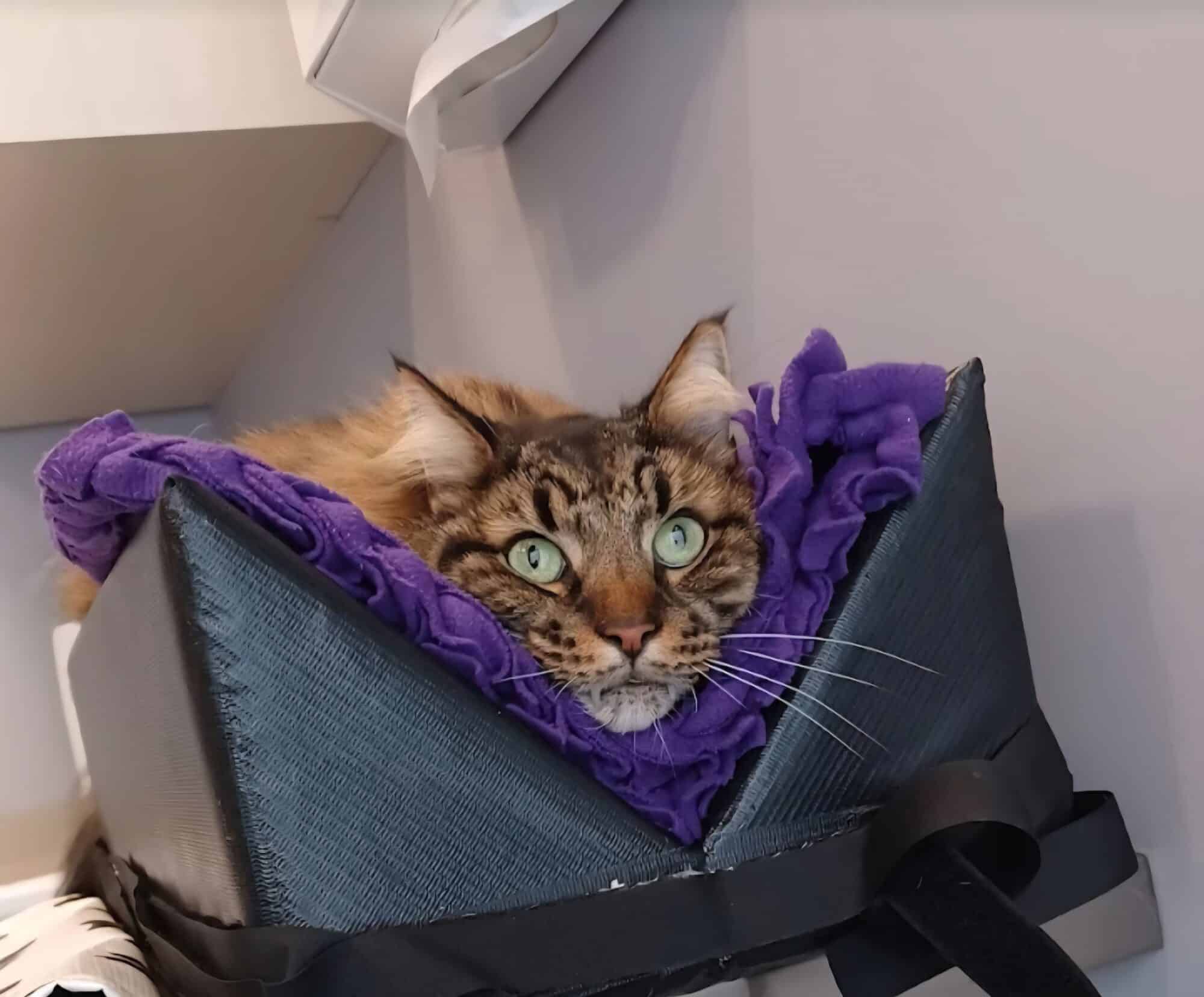 Do senior pets still need vaccines?