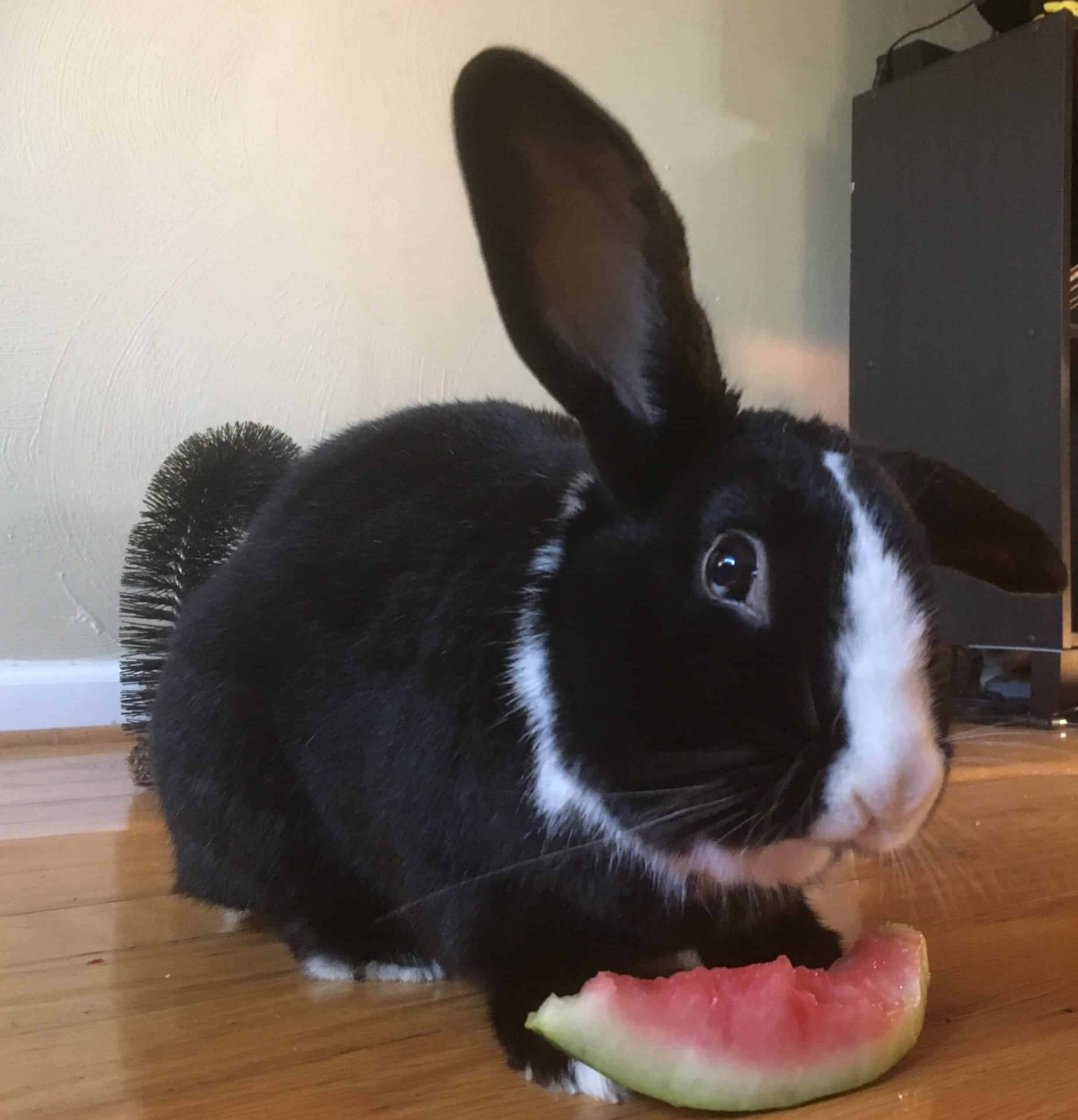 Do rabbits make good pets?