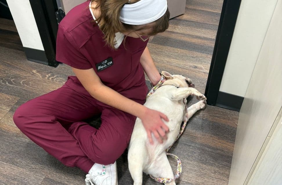 Licking, Scratching, & Head Shaking: What Your Pet’s Itching Really Means.