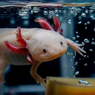 An axolotl An axolotl