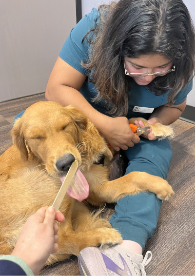 Golden retriever getting a nail trim