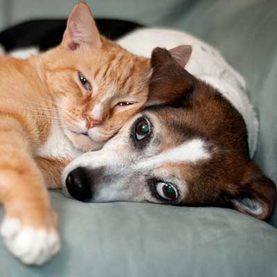 A cat and dog snuggling A cat and dog snuggling