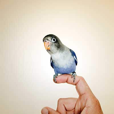 A parakeet perched on a finger A parakeet perched on a finger