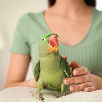 A parrot being petted A parrot being petted