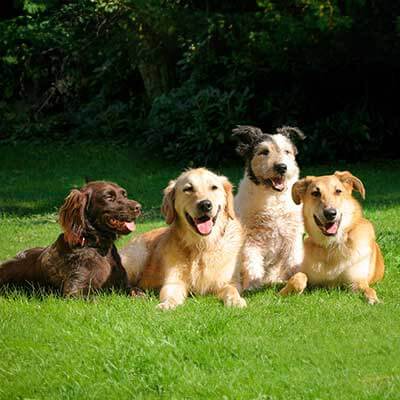 A whole pack of dogs A whole pack of dogs
