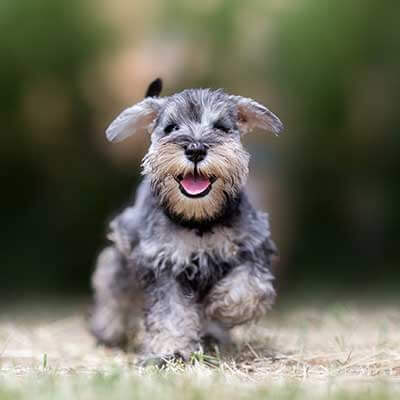 A running puppy A running puppy