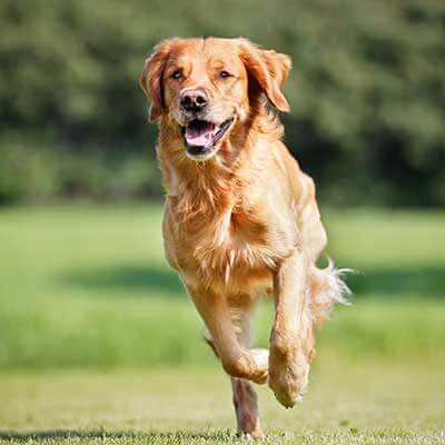 A jumping Golden retriever A jumping Golden retriever