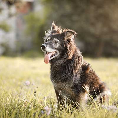 An older dog sitting in a field An older dog sitting in a field