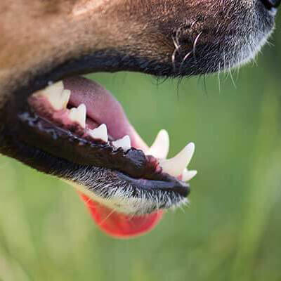 A dog's mouth A dog's mouth