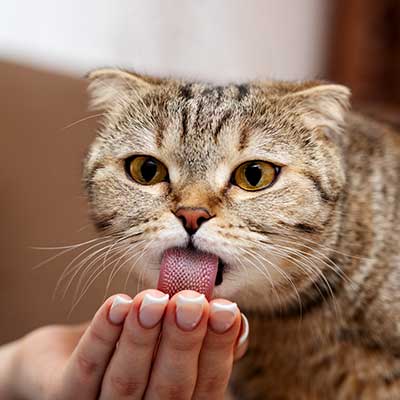 A cat licking a treat A cat licking a treat