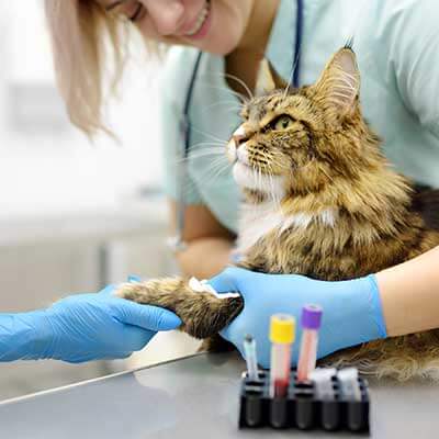 A cat being blood tested A cat being blood tested