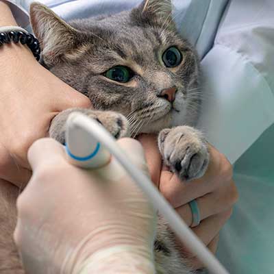 A cat being given ultrasound A cat being given ultrasound