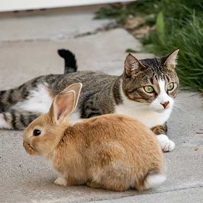 A bunny with a cat outdoors A bunny with a cat outdoors