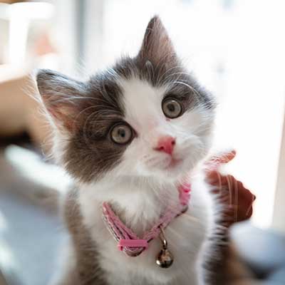 A curious kitten A curious kitten