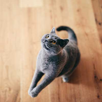 A grey adult cat A grey adult cat
