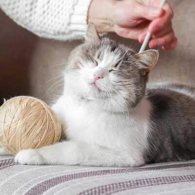 An older cat being petted An older cat being petted