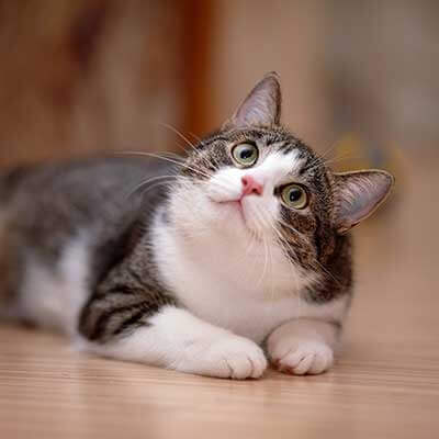 A tabby cat A tabby cat