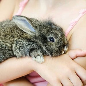Pet bunny Pet bunny
