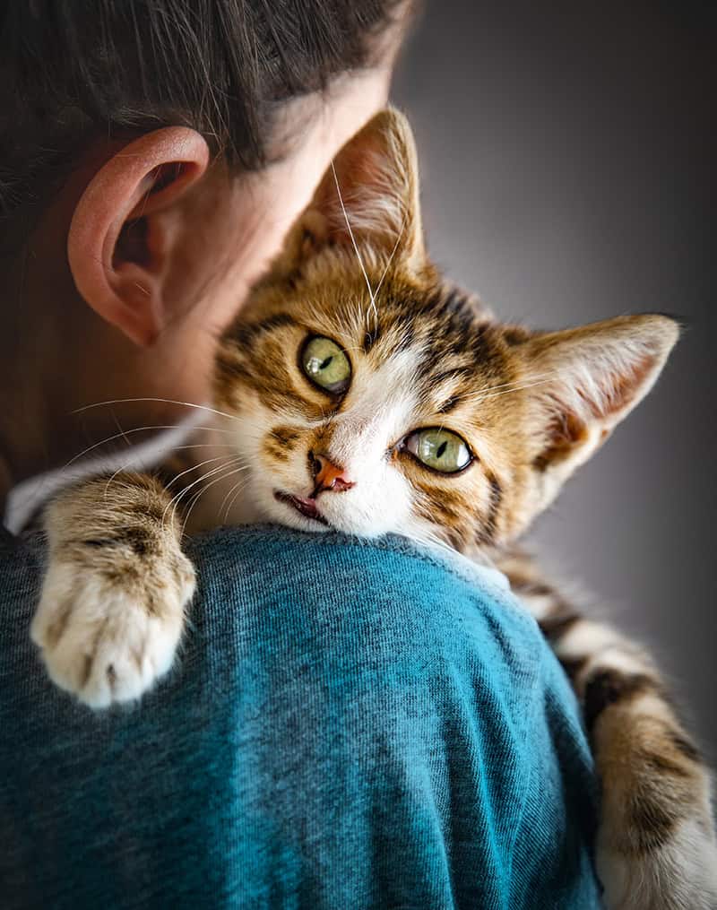 Cat with owner Cat with owner