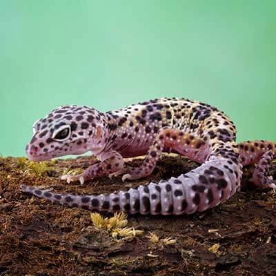 A gecko on a rock A gecko on a rock