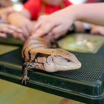 A reptile pet being weighed A reptile pet being weighed