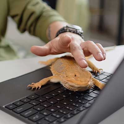A bearded dragon on a laptop A bearded dragon on a laptop