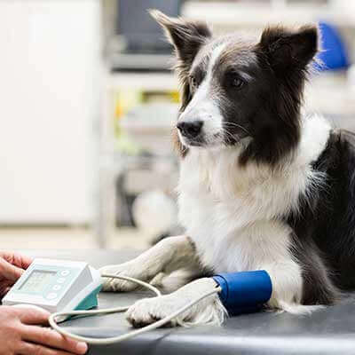 A dog being tested for blood pressure A dog being tested for blood pressure