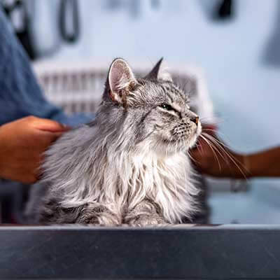 A cat on the exam table A cat on the exam table