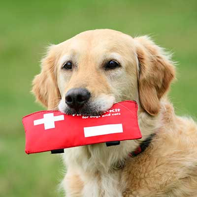 A dog holding an emergency kit A dog holding an emergency kit