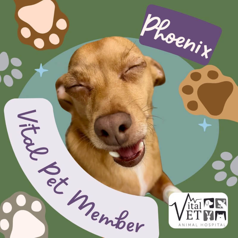 Vital Pet Member