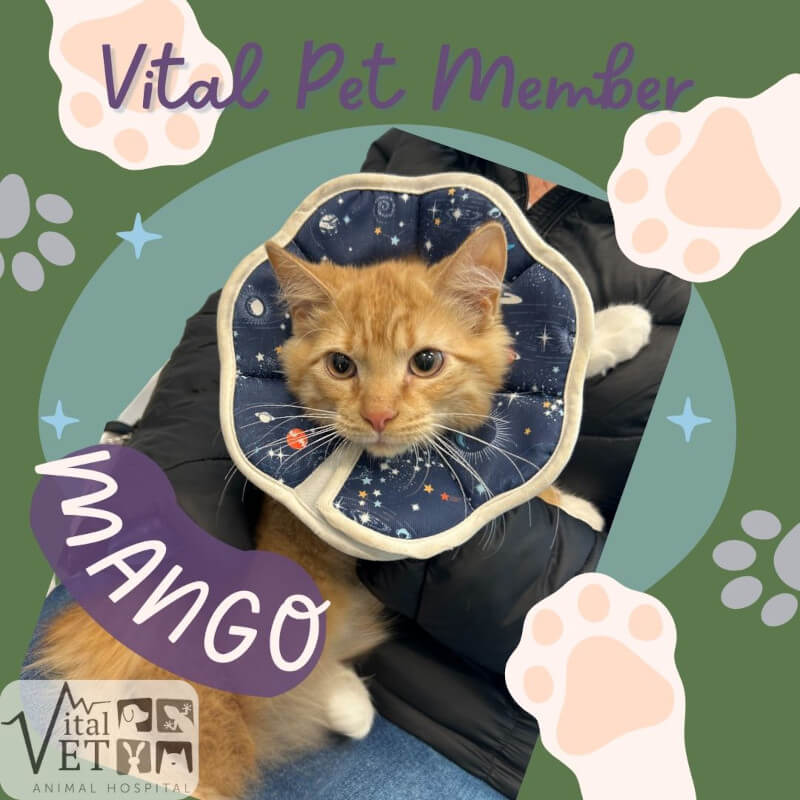 Vital Pet Member